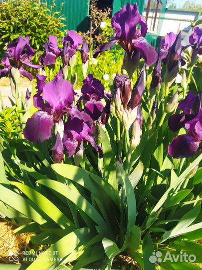 Ирисы карликовые