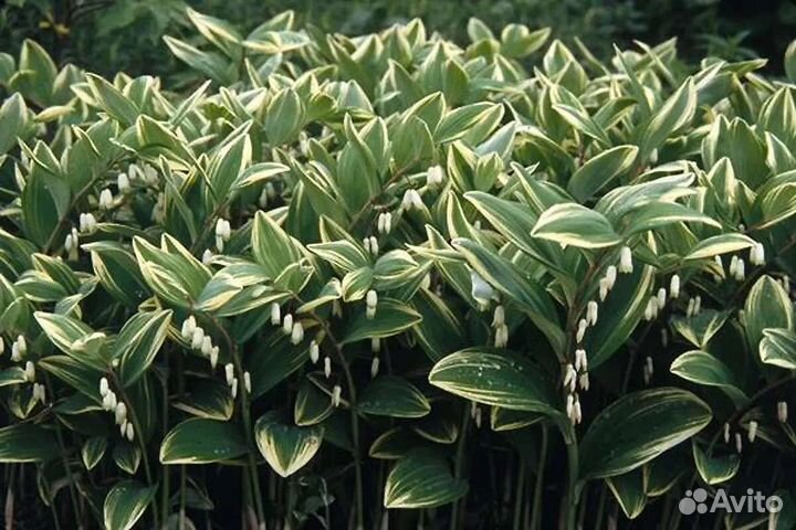 Садовый ландыш