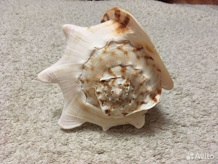 Ракушка интерьерная большая