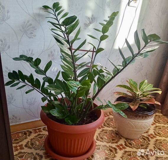 Замиокулькас