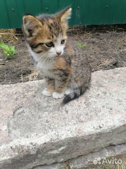 Кошка бесплатно