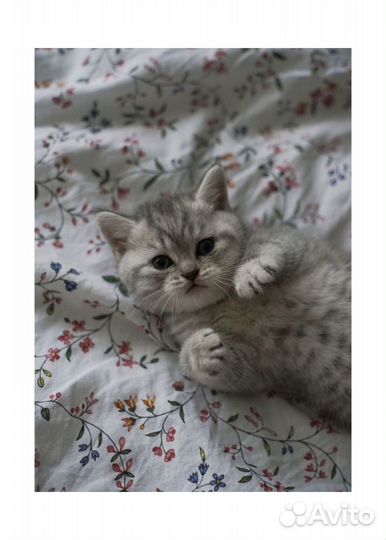 Серебристая шиншилла котята
