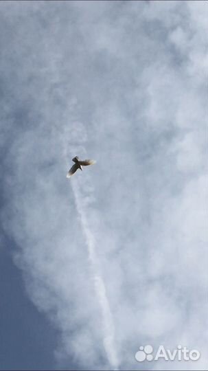 Голуби домашние