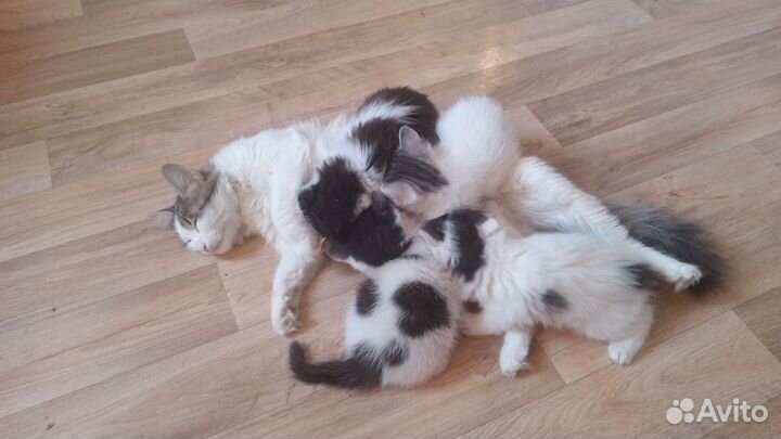 Котята