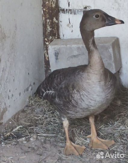 Гусь подсадной