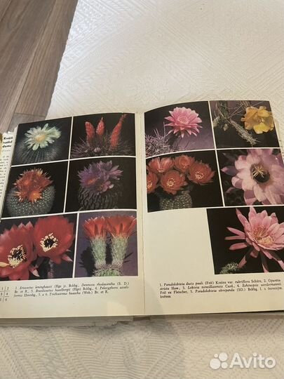 Книга о кактусах