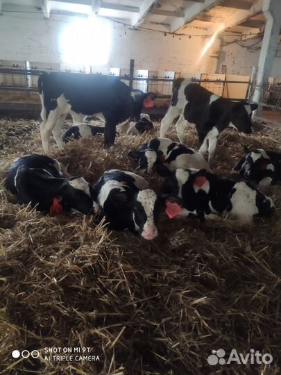 Телята галштины