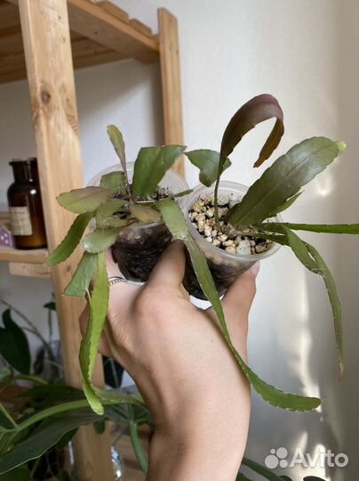 Суккулентные растения, рипсалис, алое