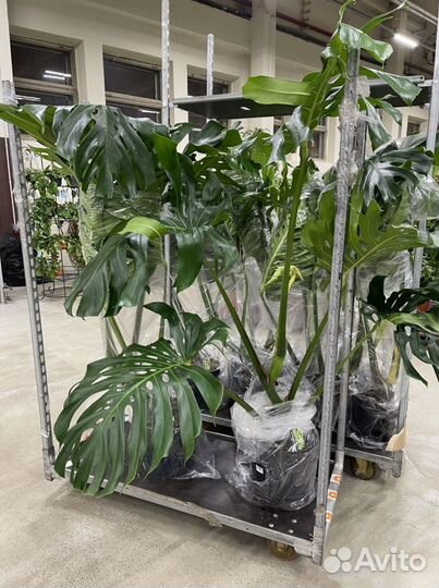 Монстера 30d 140cm