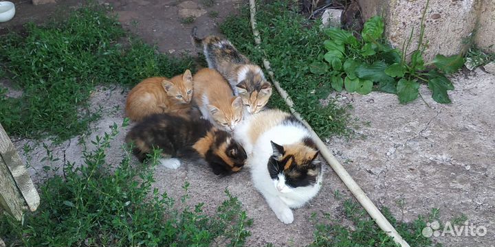 Котята в добрые руки