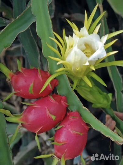 Питахайя dragon fruit («драконий фрукт»)