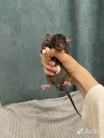 Крысята крыса Дамбо