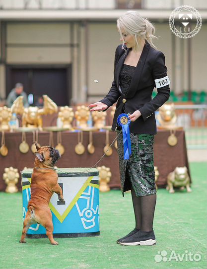 Французский бульдог вязка