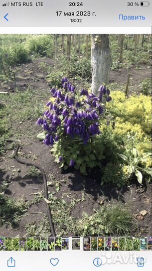 Колокольчик