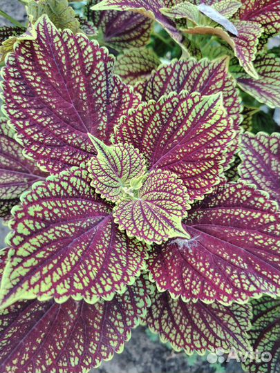 Колеусы вегетативные