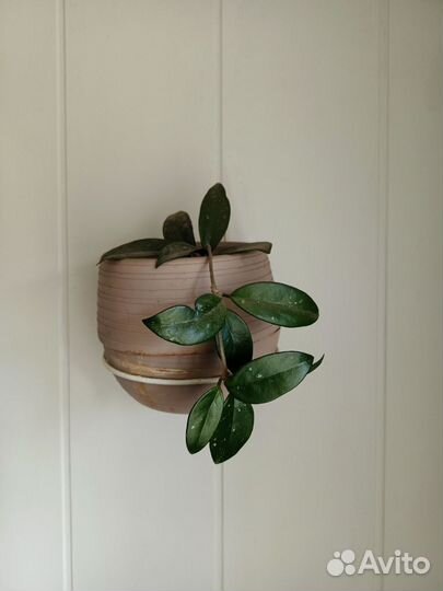 Хойя большая укорененная