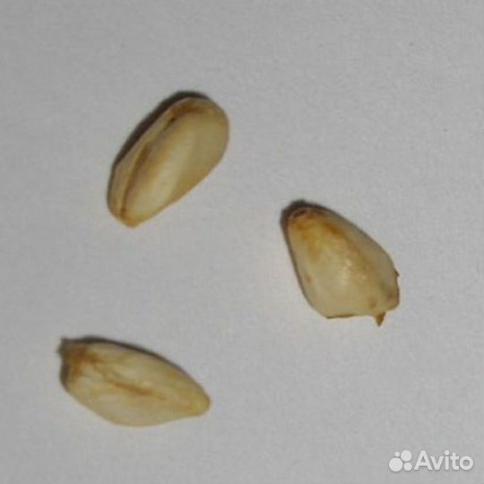 Гранат комнатный, семена