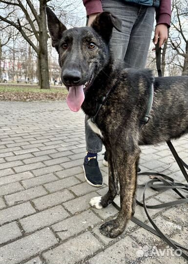 Собака в добрые руки