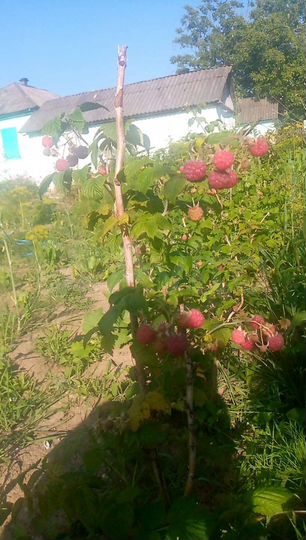 Дом 56,7 м² на участке 15 сот.