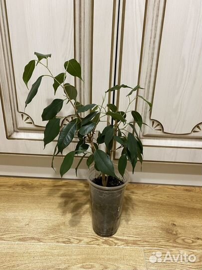 Фикус бенджамина наташа
