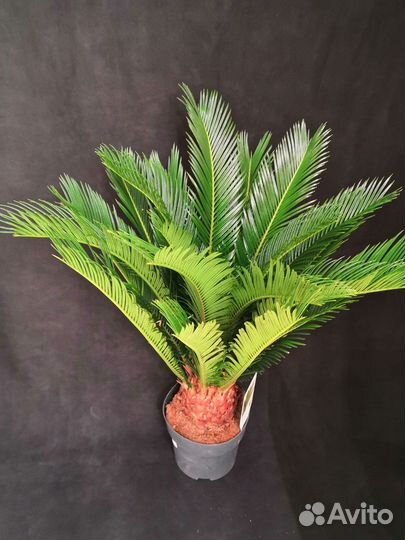 Пальма Цикас революта 17/70