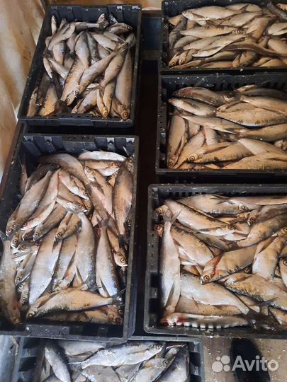 Чехонь свежая,опт