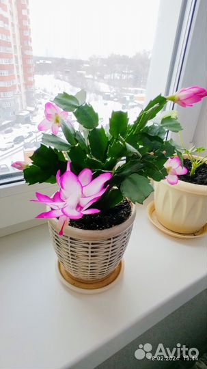 Шлюмбергера Pink