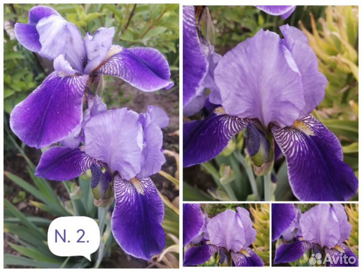 Ирисы сортовые Бородатые