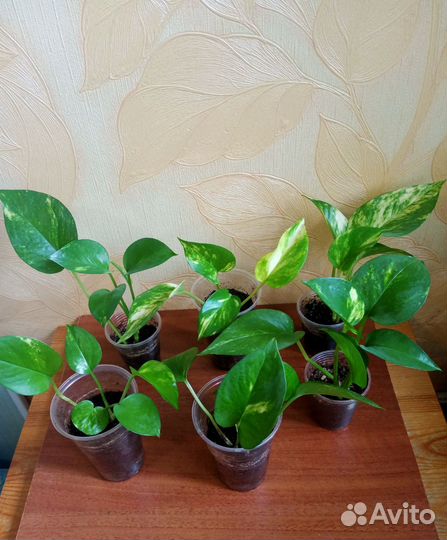 Детки домашних растений