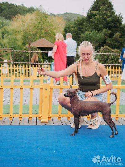 Щенки ксолоитцкуинтли