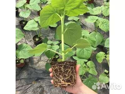 Павловния FTE, shan tong, z07, 9501, tomentosa