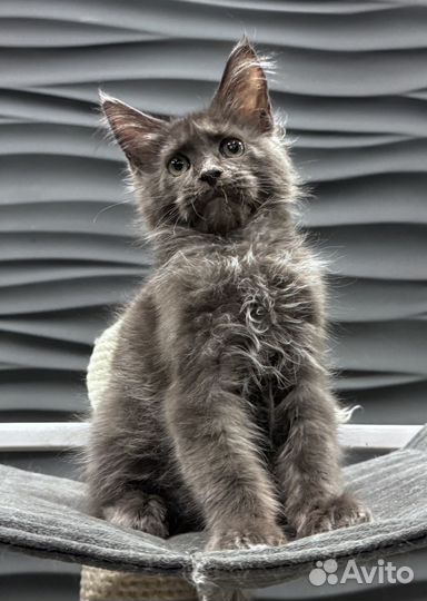 Кот Мейн Кун