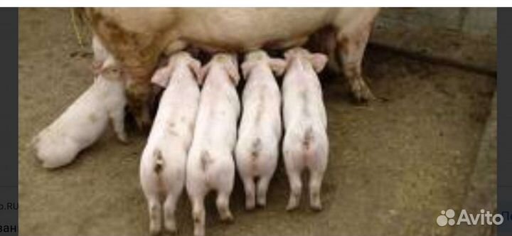 Поросята.Хряк на вязку