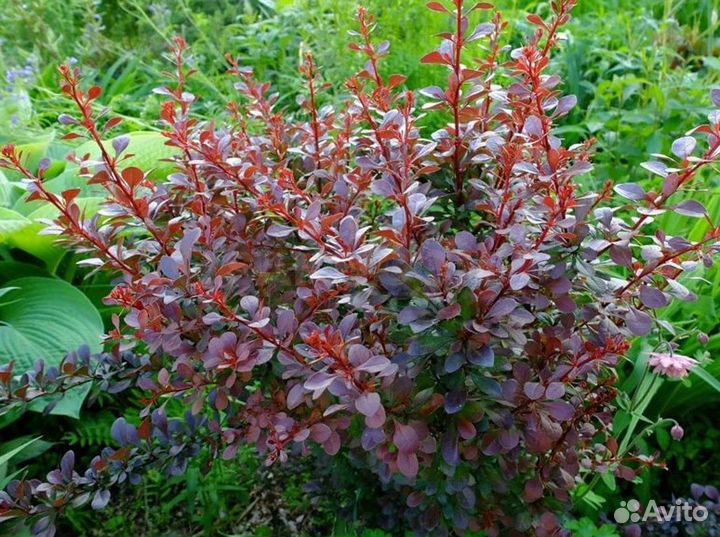 Барбарис тунберга