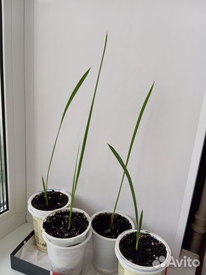 Комнатные растения