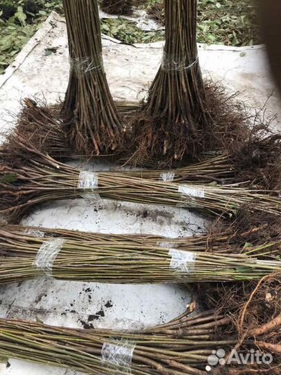 Подвой всл2, мм106