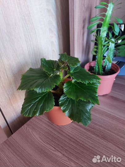 Бегония Элатиор