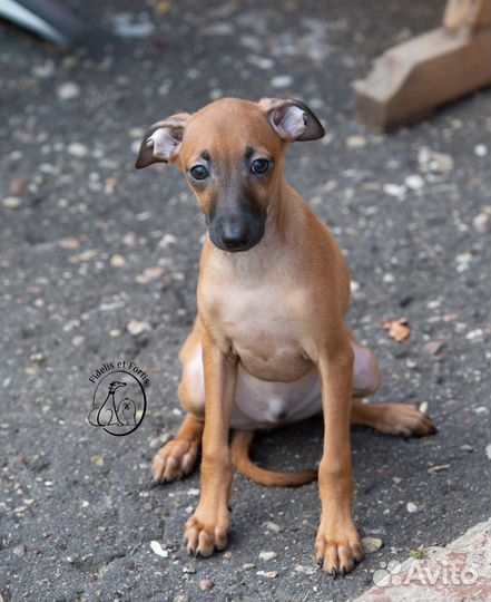 Щенок левретки