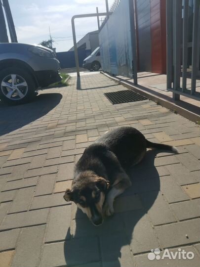 Собака в добрые руки