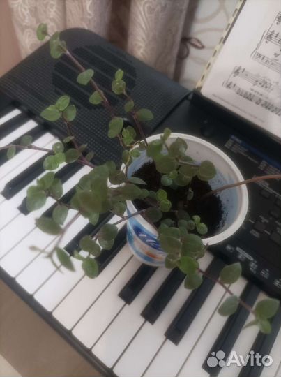 Оксалис, каллизия,Каланхоэ