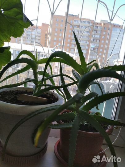 Алоэ лечебный