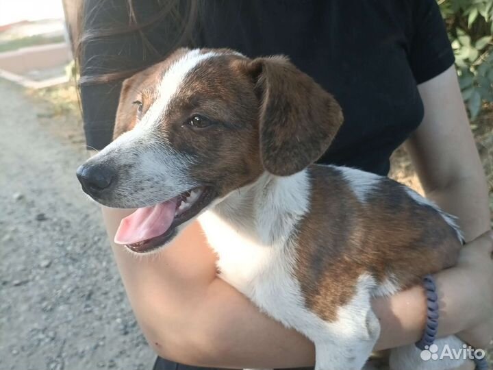 Собака в добрые руки отдам бесплатно