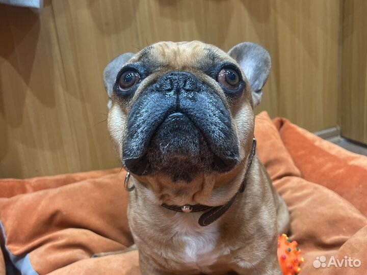 Случка француз