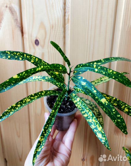 Кротон узколистный