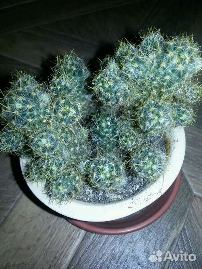 Кактус Mammillaria