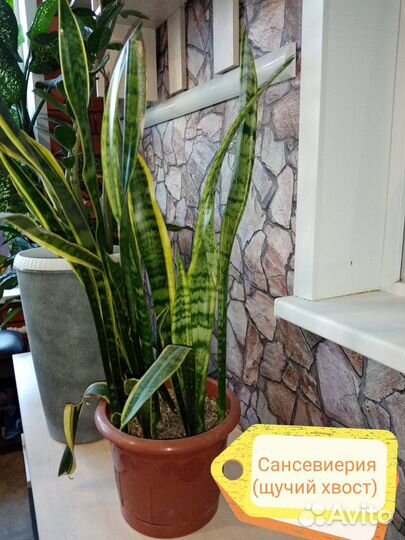 Кофейное дерево с плодами