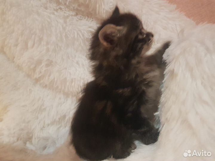 Курильский бобтейл 2 девочки