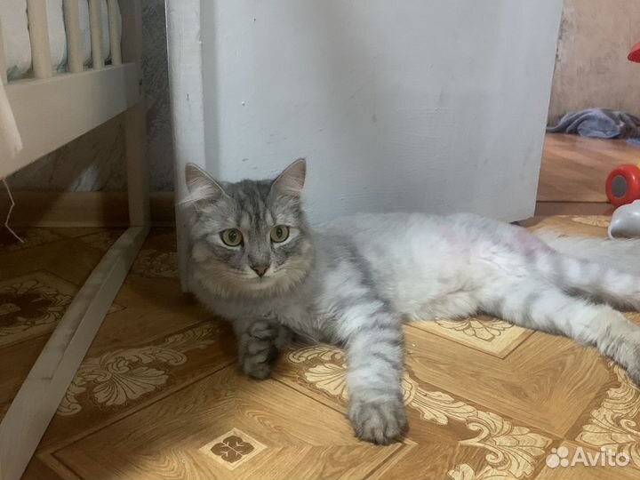Кот стерилизованный