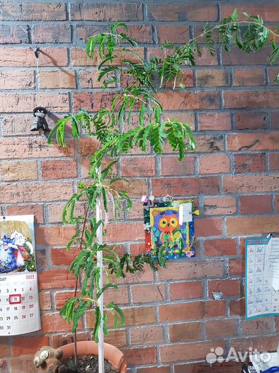 Растение Тамаринд дерево