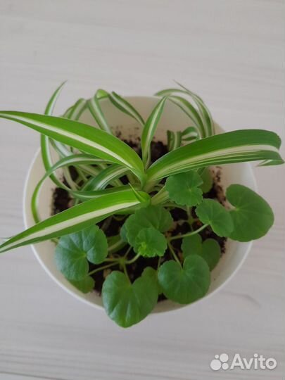 Хлорофитум+ герань